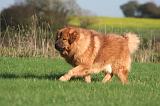 DOGUE DU TIBET 624